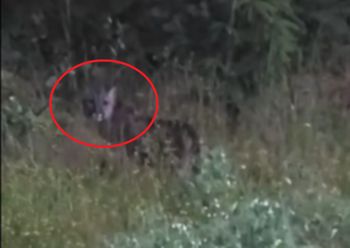 Była wśród traw. Są kolejne zgłoszenia. To kilkumiesięczna puma