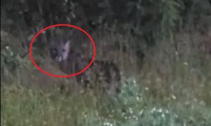 Była wśród traw. Są kolejne zgłoszenia. To kilkumiesięczna puma