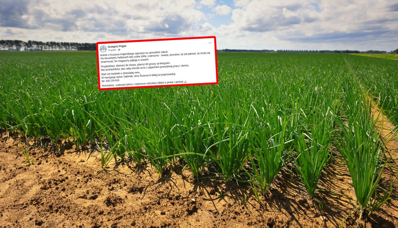 Rolnik zaprasza. Tylko 60 groszy. "Aż żal patrzeć"