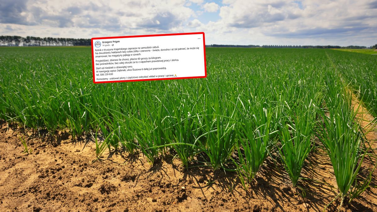 Rolnik zaprasza po cebulę.