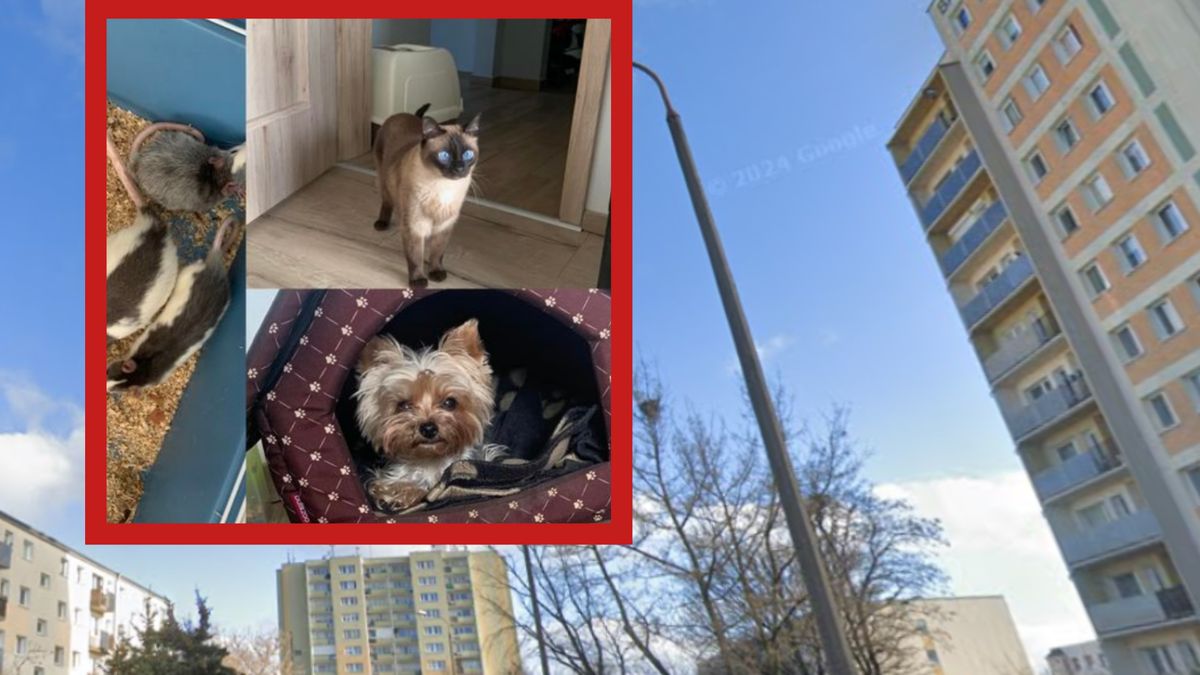 Z mieszkania zniknęły wszystkie zwierzęta