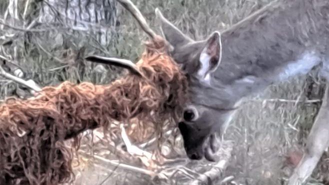 Jeleń uwięziony w starym dywanie