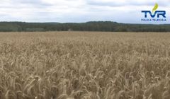 Ruszą dwie stacje TVR? „Narodowa, polska, chłopska telewizja”