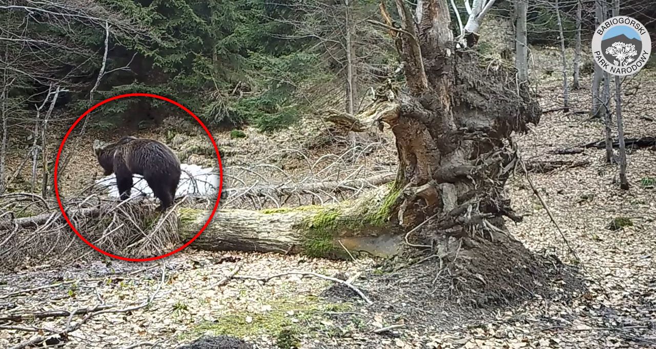 Niedźwiedź pod Babią Górą. Uchwyciła go fotopułapka