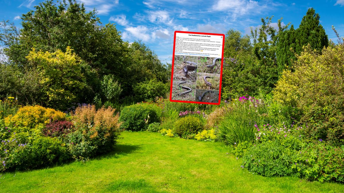 Padalec w ogrodzie? "To nic złego" - zapewnia leśnik.