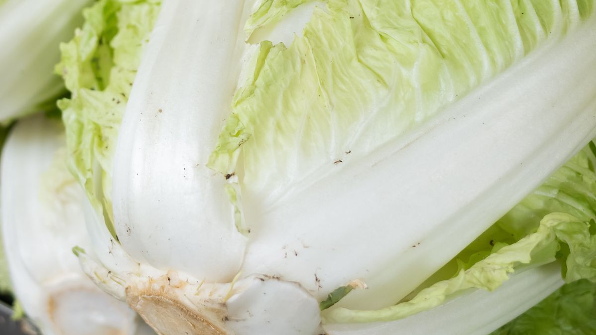 Czarne kropki nie muszą świadczyć o obecności grzybów