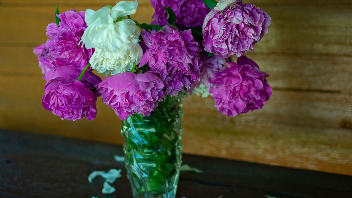 Piwonie to jedne z najpopularniejszych ciętych kwiatów na początku lata