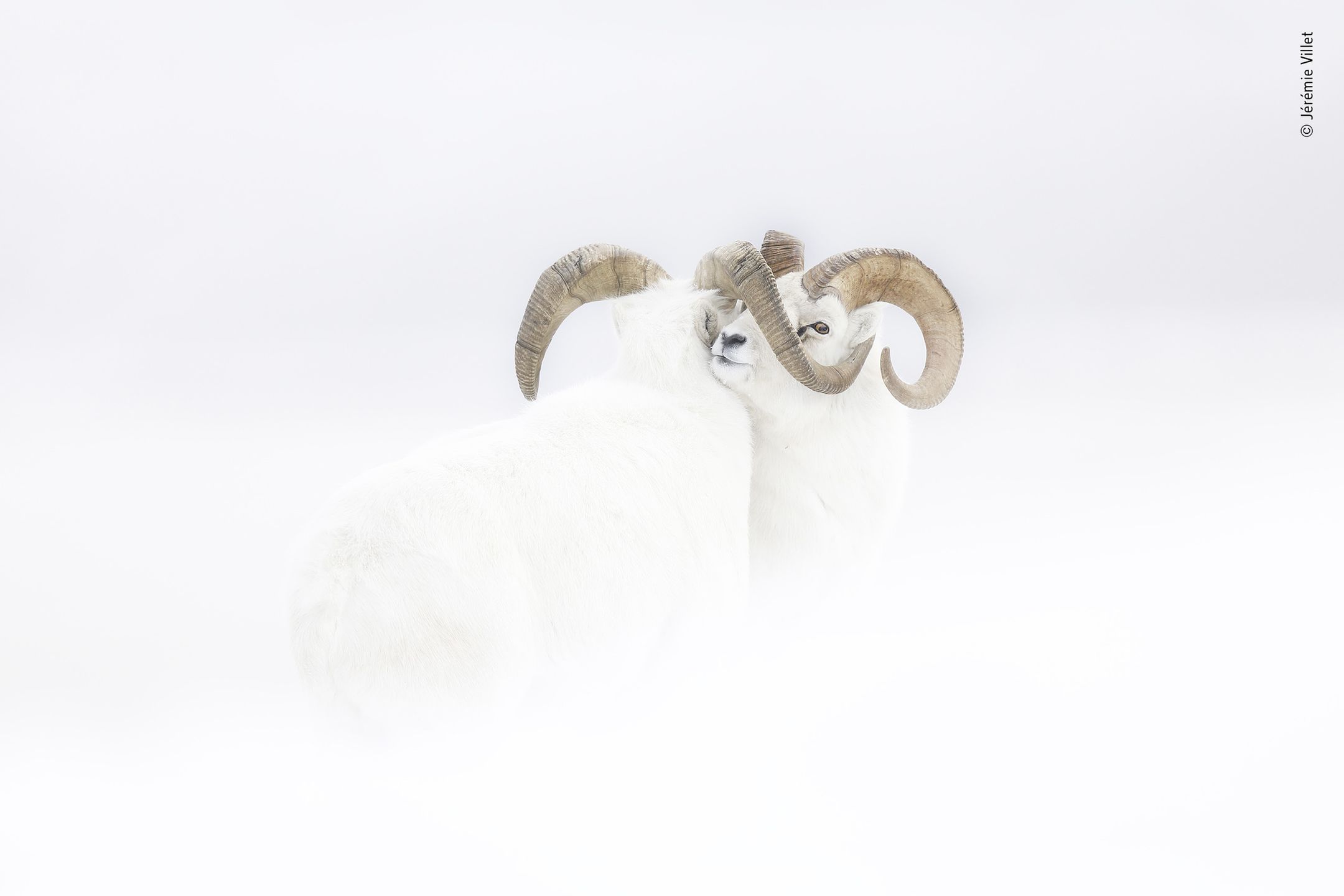 Najlepsze zdjęcia dzikiej przyrody - znamy zwycięzców Wildlife Photographer of the Year 2019 9