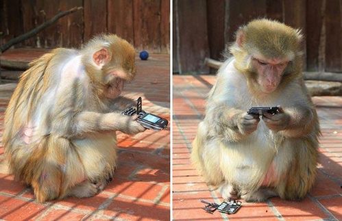 Nigdy nie dawaj małpie telefonu
