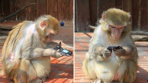 Nigdy nie dawaj małpie telefonu 1