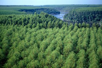 Zasadzili eukaliptusa 45 lat temu. Teraz mówią o niepokojącym wniosku