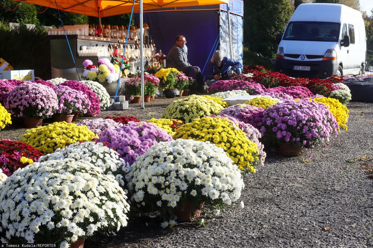 Zamknięte cmentarze. Wiemy, ile kosztowała rządowa pomoc dla sprzedawców chryzantem