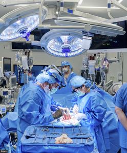 Przełomowa operacja. 54-latce przeszczepiono nerkę i grasicę od świni