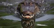 Kobieta zamarła. Do jej domu wszedł aligator