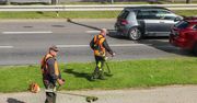 Koszenie trawników zmienia ich skład. Naukowcy wskazali ukryty problem