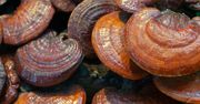 Grzyby reishi – właściwości i zastosowanie