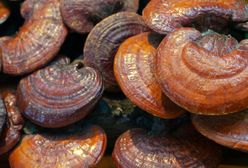 Grzyby reishi – właściwości i zastosowanie