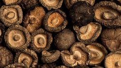Shiitake. Grzyb, który wspiera odporność i witalność