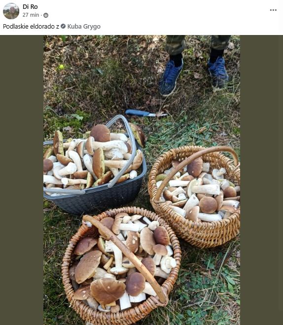 Pokazali, ile grzybów zebrali na Podlasiu.