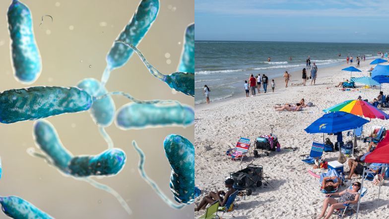 Tropikalna MIĘSOŻERNA bakteria atakuje w Bałtyku. Na Florydzie zmarło przez nią pięć osób