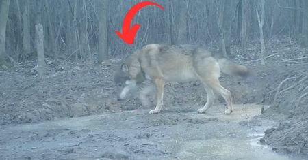 Był metr od kamery. "Nie chciałabym spotkać się z takim w lesie"