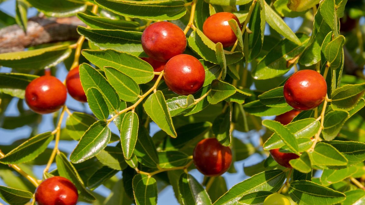 Dlaczego warto jeść jujubę?