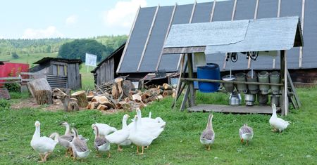 Ptasia grypa na Litwie. Wydali apel do producentów z Polski