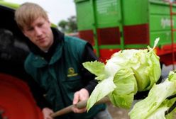 Cudzoziemcowi pilnie dam pracę!
