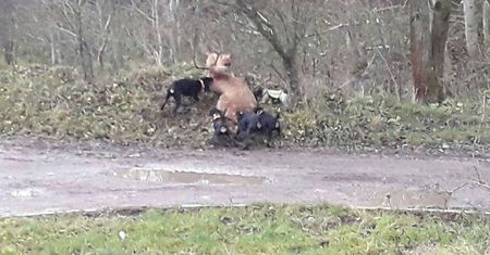 Psy rozszarpały jelenia na oczach dzieci. Polski Związek Łowiecki odpowiada
