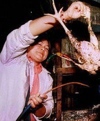 Zakaz transportu drobiu w Wietnamie i Chinach