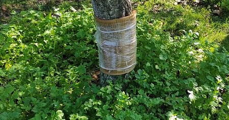W lipcu owiń pnie drzew. Zapomnisz o robaczywych owocach