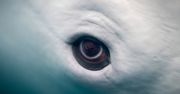 Oczy z białucha arktycznego