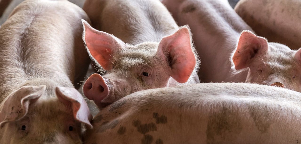 Ceny trzody chlewnej 2025 — ,,POLSUS” o rozbieżnościach na rynku