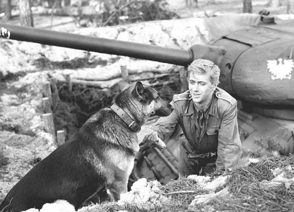 Sławne psy z filmów i seriali. Rozpoznasz je?