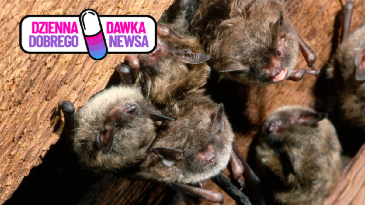 Nietoperze — zdjęcie ilustracyjne