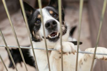 Toruń: Psy do adopcji w schronisku dla zwierząt. Czekają na dom