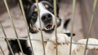 Toruń: Psy do adopcji w schronisku dla zwierząt. Czekają na dom