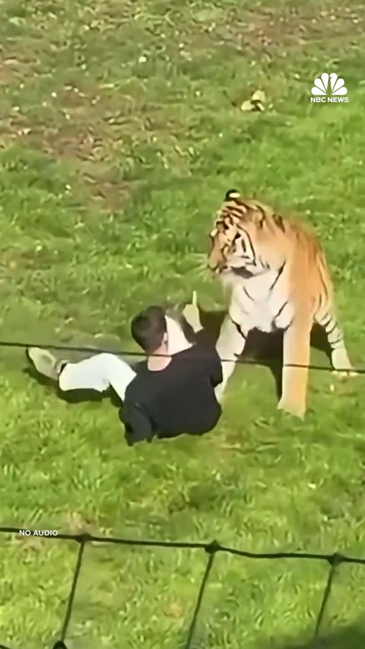 Atak tygrysa na mężczyznę w brytyjskim zoo