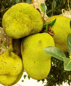 Największy owoc świata. Jackfruit – jak go jeść?