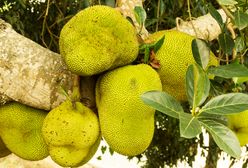 Największy owoc świata. Jackfruit – jak go jeść?