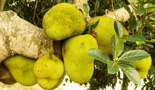 Największy owoc świata. Jackfruit – jak go jeść?