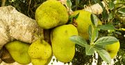 Największy owoc świata. Jackfruit – jak go jeść?