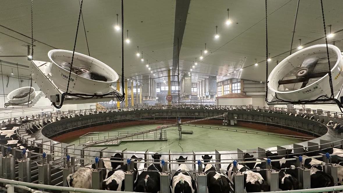 Zdjęcie okładkowe artykułu: WP SportoweFakty /  / Farma krów w Katarze