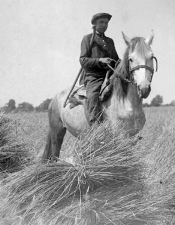Ochrona pól uprawnych w kołchozie w rejonie rejon Połtawy, 1932 rok 