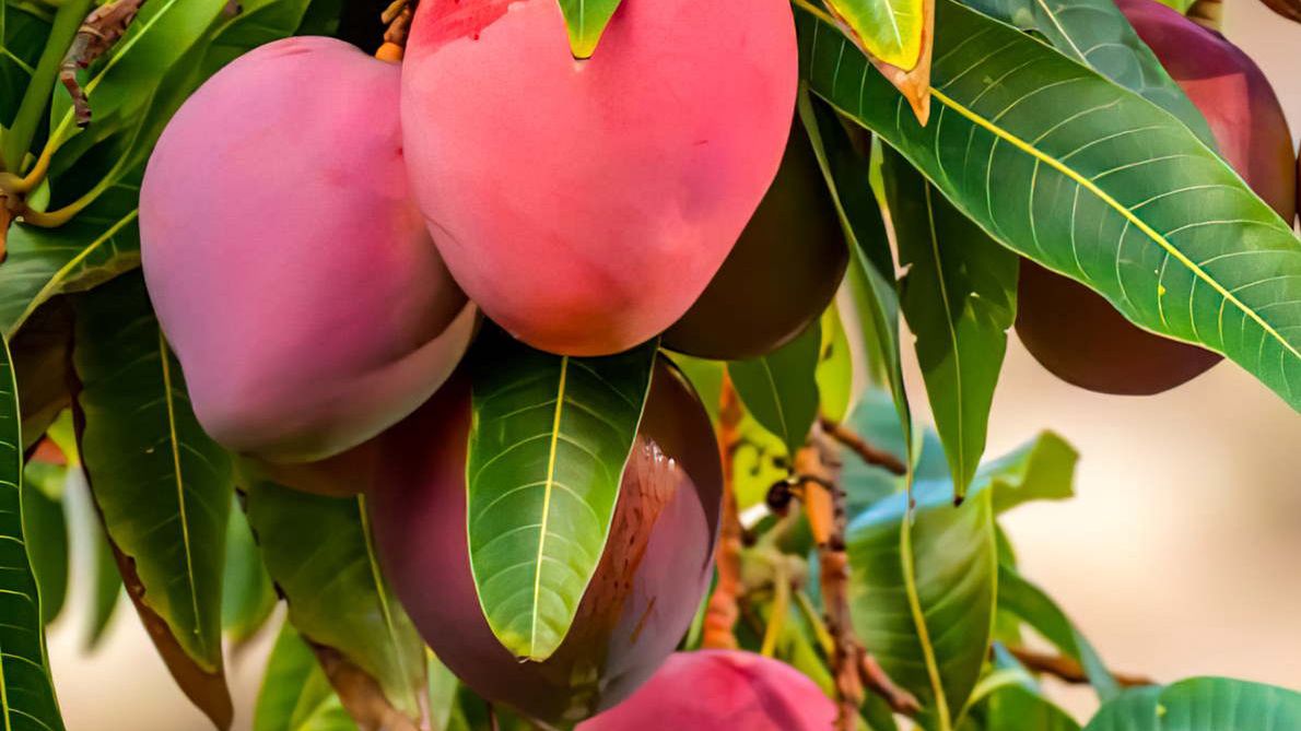 Za takie mango trzeba zapłacić nawet 14 tysięcy