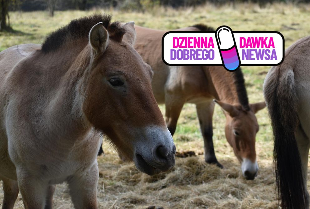 Niezwykła adopcja konia Przewalskiego. Poruszająca historia z USA