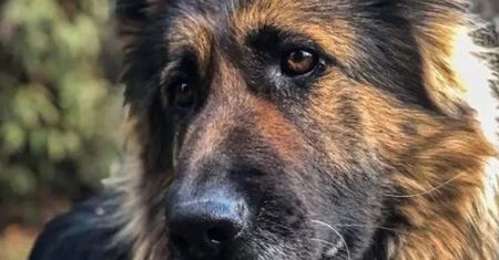 Owczarek niemiecki pogryzł 8-letniego chłopca.
