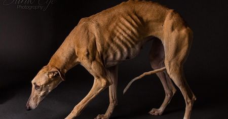 Galgos, czyli wzruszające portrety porzuconych psów myśliwskich z Hiszpanii