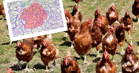 Ognisko ptasiej grypy w Małopolsce. Wojewoda pokazał mapę