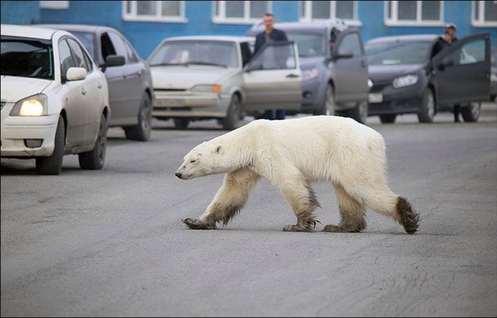 Wycieńczony z głodu niedźwiedź zawędrował na Syberię. Przeszedł 1500 km